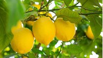 Sorrento: at the Vivaio by E-Bike with Limoncello Tasting
