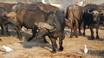 Chobe Day Trip From Livingstone