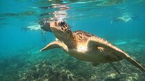 Snorkelling tours to Daymaniyat island 