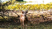 Wilpattu National Park Day tour From Negombo