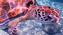 2-Hour Snorkeling in Two Spots of Tulum's Reef