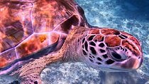1.5 hours Snorkeling at Tulum's paradise reef