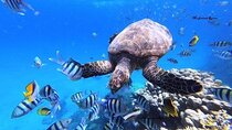 Marsa Mubarak: intro Diving & Sea Trip including (Transfer&Lunch)