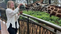 Nairobi National Park, Elephant Orphanage & Giraffe Center tour.