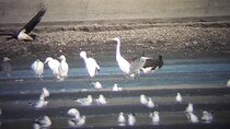 3-Hour Private Birdwatching in the Wetlands near Brasov