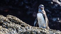 Bartolome Island on Board of Sea Lion Yacht