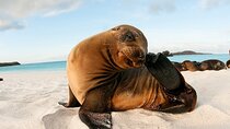 South Plazas Island and Carrión Point on Board of Sea Lion Yacht