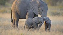 3 Days Nyerere NP [Selous GR] Game, Walking and Boat