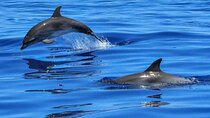 Lisbon Cruise with Dolphin Watching