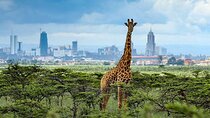 4 Hours group safari to Nairobi National Park Game Drive