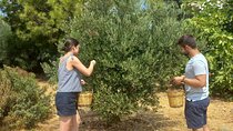 Private Tour: Discover the Secret World of Olives in Afantou 