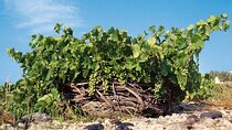 Private Wine Tour in Santorini 
