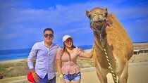 Discover Cabo San Lucas by camel ride