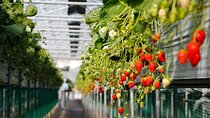 Genting Highlands En-route Batu Caves & Strawberry Farm Day Tour with Authentic Indian Lunch Private & Guided
