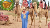 Agadir Camel Ride Experience 
