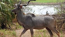13-Day Safari Southern Tanzania Tour from Dar es Salaam