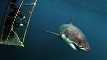 Shark Explorers