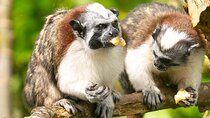 Gatun lake expedition