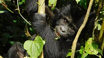 10-Day Uganda Primates and Big 5 Safari