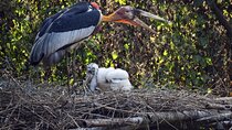 Prek Toal Bird Sanctuary Day Trip from Siem Reap