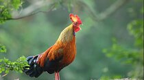 Day Excursion To Yala National Park From Negombo