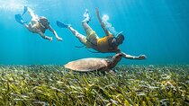 5-in-1 Cancun Snorkeling: Turtles, Reef, Musa, Shipwreck, Cenote