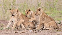 Early Morning Nairobi Park Safari and Giraffe Centre Tour.