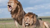 Nairobi National Park Day Tour with Dinner