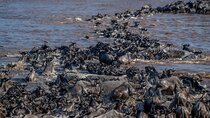 6 Days Private Tour in Wildebeest Migration Safaris 