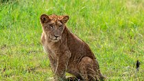 3 Days Magical Queen Elizabeth National Park