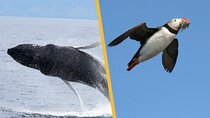 Iceland Super Saver: Puffin Cruise plus Whale-Watching Tour from Reykjavik