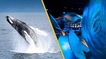 Whales of Iceland from Land and Sea