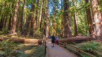 San Francisco, Muir Woods, Sausalito, Optional Alcatraz Tour