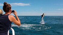 Island Visit National Park Brijuni & Dolphin Cruise
