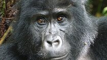 Private 12-Day Wildlife Tour in Uganda