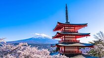 Mt. FUji and Cherry Blossom Day Trip with English Speaking Driver