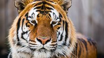 Private 4-Days Taj Mahal and Ranthambore Safari Tour from Delhi