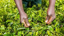 Day Tour to Kiambethu Tea Farm