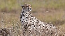5 Days Migration Safaris
