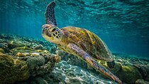 One Week Turtle Rescue Volunteer Work