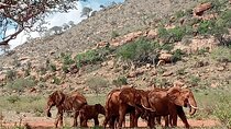 Day Trip to Amboseli National Park
