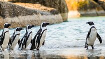 Cape Town: 4 Day Tour Combo Including entrance fees