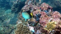 Night Diving in Negombo