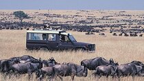 Masai Mara 3 Days Joining Safari at Sopa Luxury Lodge by Jeep 