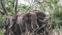 2 Days One Night Private Tour in Tarangire National Park 