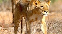 8 Days Private Safari to Southern Circuit Parks of Tanzania