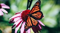 4-Hour Private Tour in Jatiluwih Terraces and Butterfly Park 