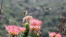 Robben Island, Table Mountain and kirstenbosch from Cape Town