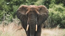 Wildlife Extravaganza: Manyara, Tarangire & Ngorongoro in 3 Days