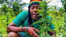 Rasta Safari Atv Experience and Rick's Cafe Private Tour